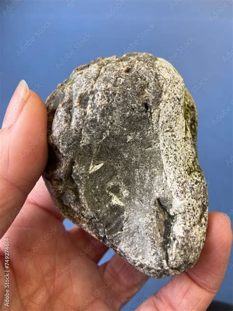 whale vomit uses